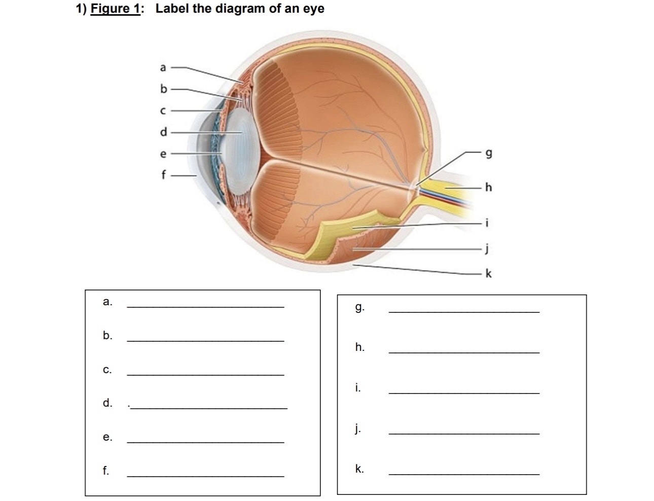 Solved Figure 1: Label the diagram of an | Chegg.com