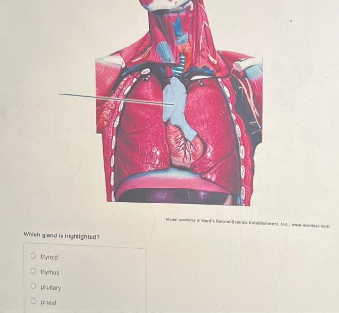 [Solved] Which gland is highlighted? thyroid O thymus O pit