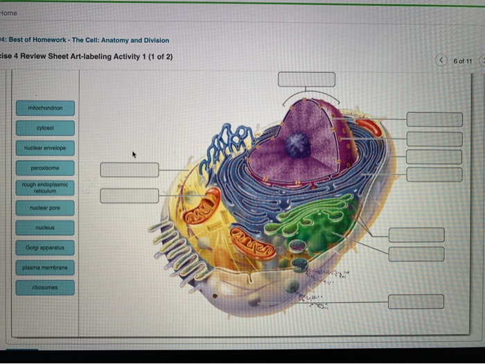 Solved Home 14: Best of Homework - The Cell: Anatomy and | Chegg.com