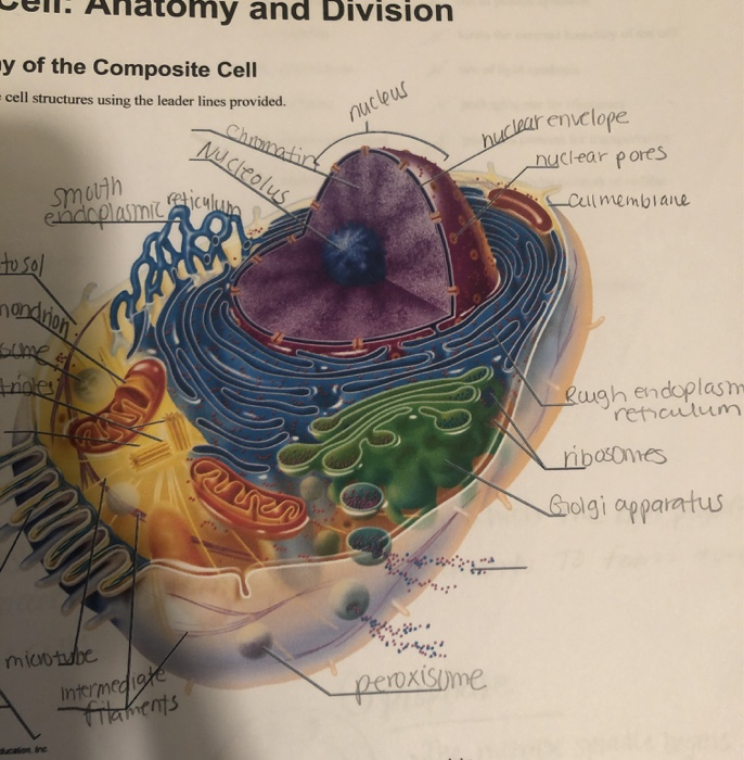 Solved Tomy And Division Ny Of The Composite Cell Cell 