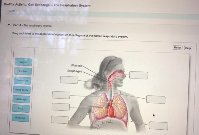 Solved BioFlix Activity: Gas Exchange - The Respiratory | Chegg.com