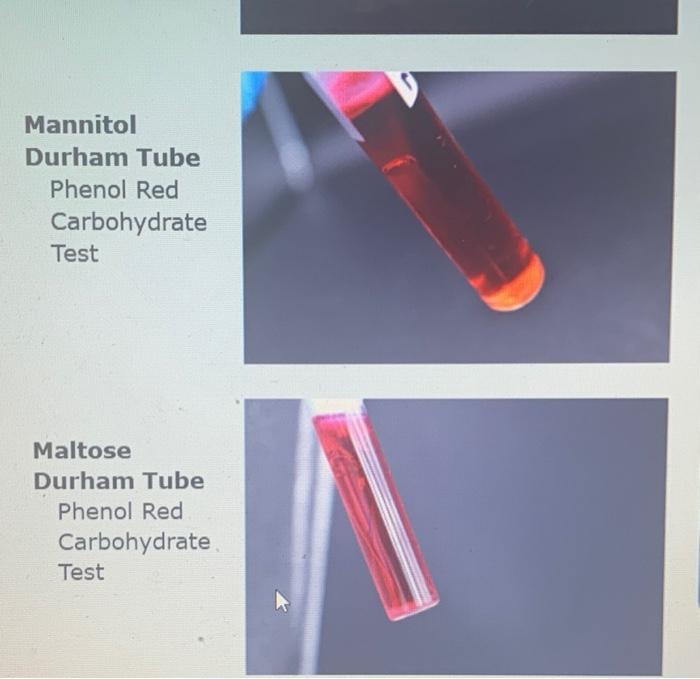 Solved Describe your observations of the 5 carbohydrate