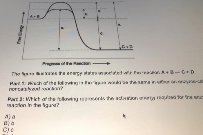 Solved a A+B Free Energy C+D Progress of the Reaction The | Chegg.com