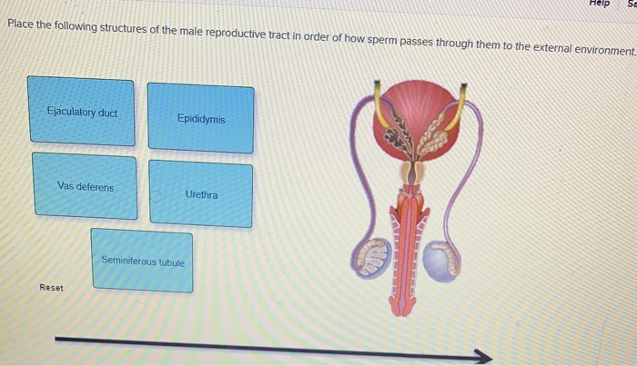 Solved Help Se Place The Following Structures Of The Male