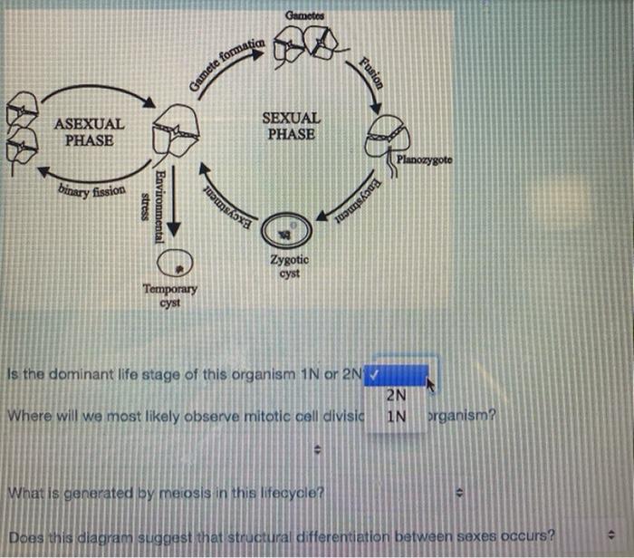 Solved Gamete formation Gametes Fusion ASEXUAL PHASE SEXUAL Biology Diagrams