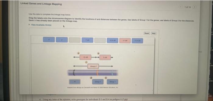 Linked Genes and Linkage Mapping
Use the data to complete the linkage map belove
Drag the labels onto the chromosome diagram 