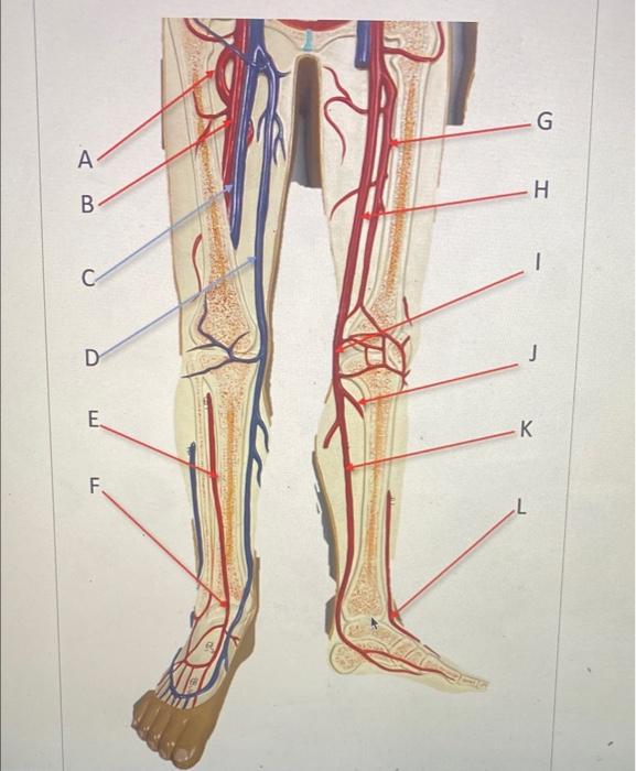 Solved identify the following vessels A-L. for clarity fhe | Chegg.com