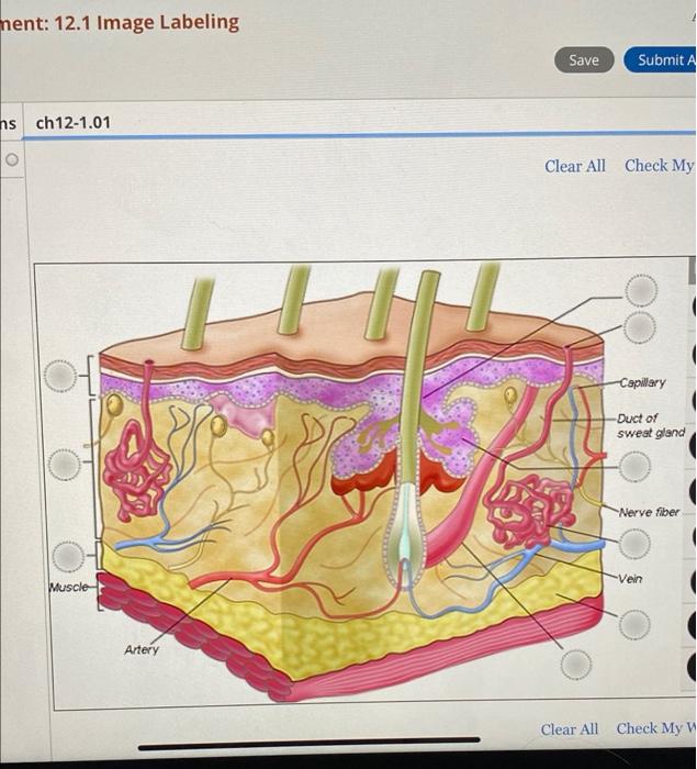 Solved ment: 12.1 Image Labeling Save Submit A ns ch12-1.01 | Chegg.com