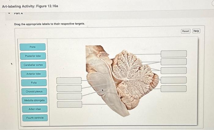 Solved Art-labeling Activity: Figure 12.16a Part A Drag The | Chegg.com