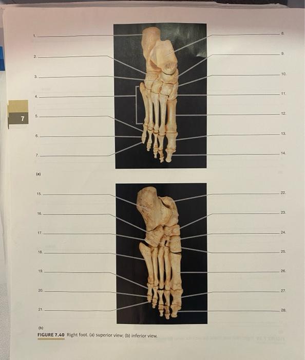 2. \( -3 \). 4. 5. 6. (a) 15 13 14 16. \( \mathrm{si}_{4} \) 24 (b) FIGURE 7.40 Right foot. (a) superior view, (b) inferior v