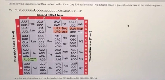 Solved The following sequence of mRNA is close to the s' cap | Chegg.com