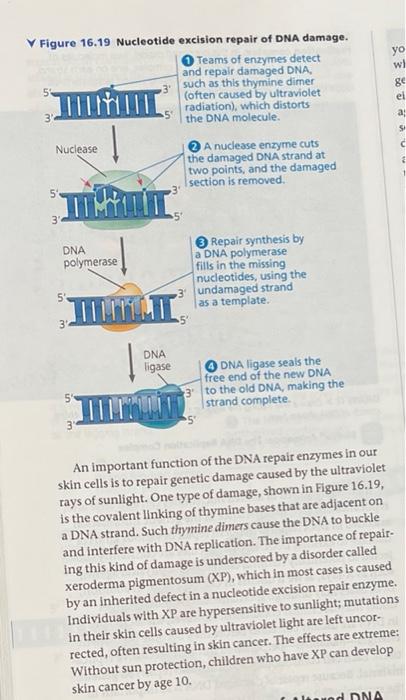 Solved yo w ge el Figure 16.19 Nucleotide excision repair of | Chegg.com