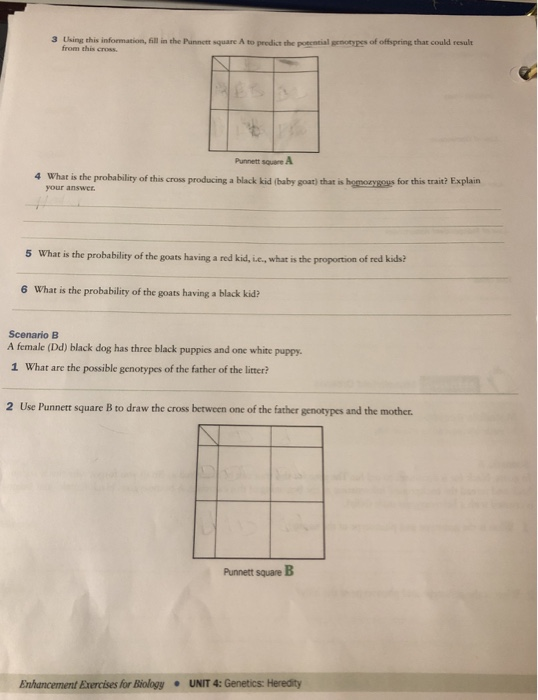 3 Using this information, fill in the Punnett square | Chegg.com