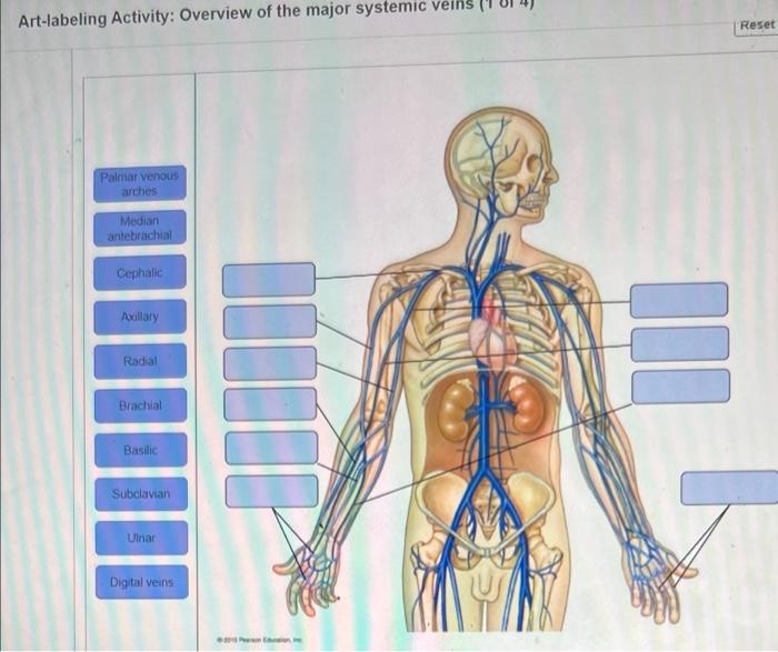 solved-art-labeling-activity-overview-of-the-major-syst