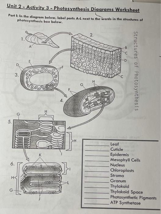 Solved Unit 2 - Activity 3 - Photosynthesis Diagrams | Chegg.com