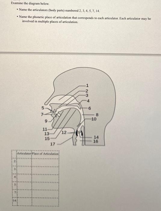 Examine the diagram below. • Name the articulators | Chegg.com