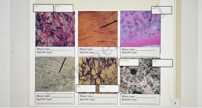 Solved Identify The Tissues Shown 2998