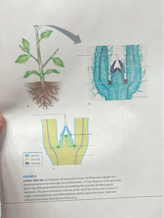 coleus plant diagram