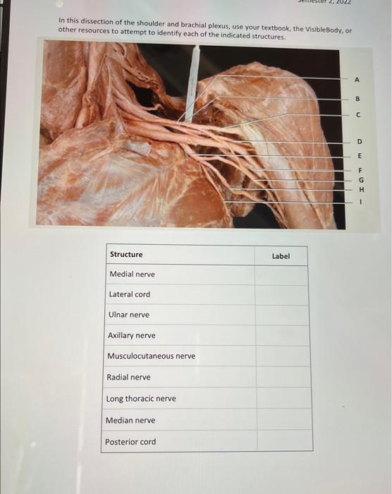 Solved In this dissection of the shoulder and brachial