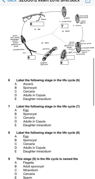 6 Label the following stage in the life cycle (6)
A Ascaris
B Sporocyst
C Cercaria
D Adults in Copula
E Daughter miracidium
\