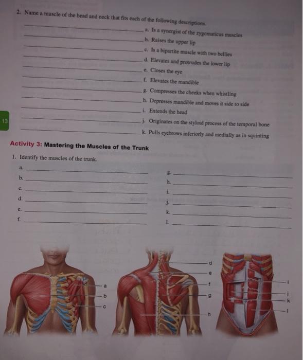 Solved 2. Name a muscle of the bead and neck that fits each