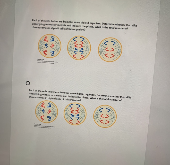 Solved Each of the cells below are from the same diploid | Chegg.com