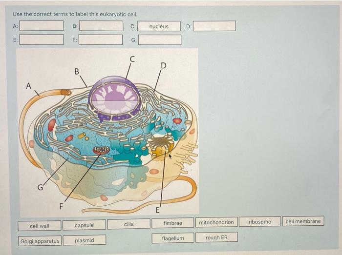 Solved Use the correct terms to label this eukaryotic cell. | Chegg.com