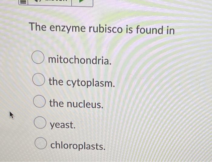 The enzyme rubisco is found in O mitochondria. the cytoplasm. O the nucleus. O yeast. O chloroplasts.