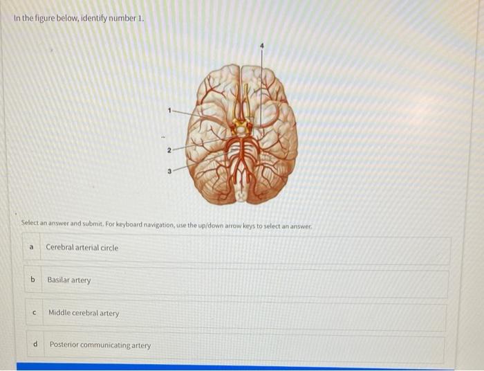 Solved In The Figure Below, Identify Number 1. Select An | Chegg.com