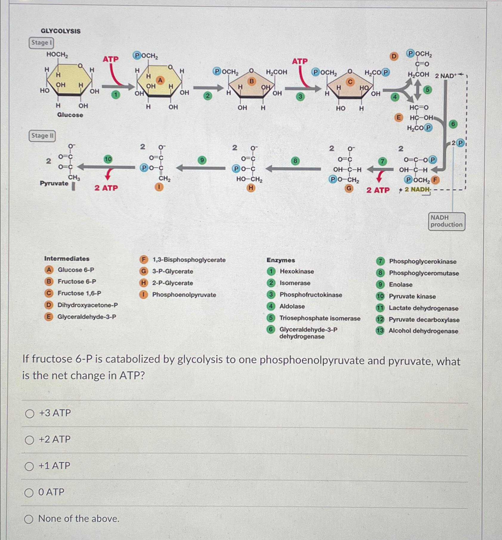Solved GLycolysisStage ID) (P)OCH2C=OC(4)Stage IIGlucoseTP | Chegg.com