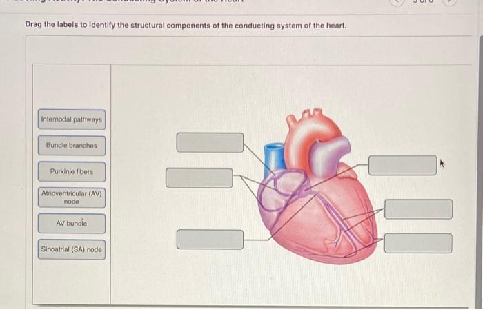 Solved Drag the labels to identify the structural components | Chegg.com