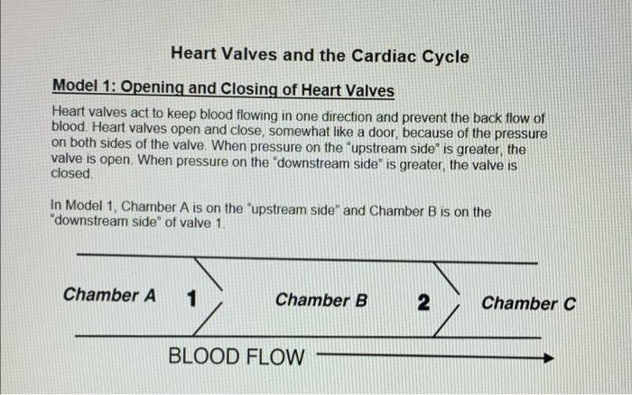 Solved Heart Valves and the Cardiac Cycle Model 1: Opening | Chegg.com