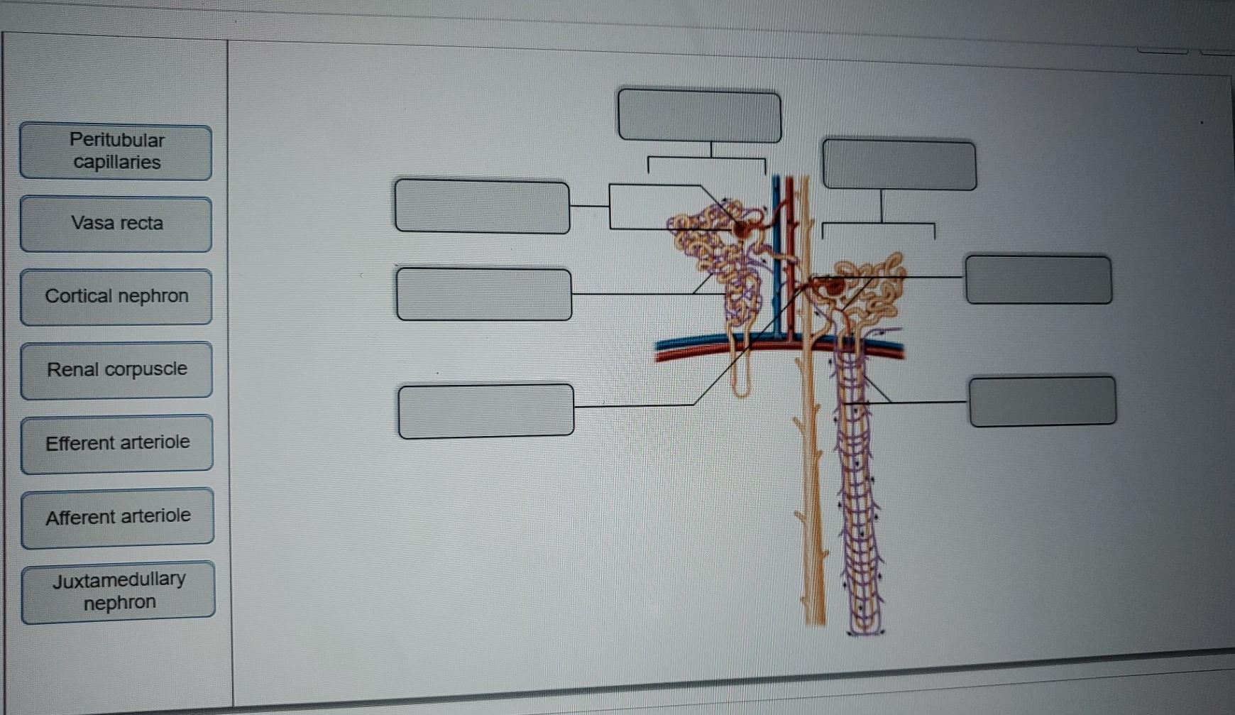 peritubular capillaries diagram