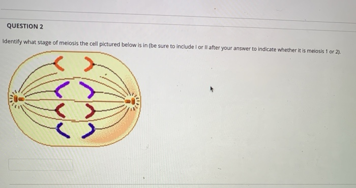 Solved QUESTION 1 Identify what stage of meiosis the cell | Chegg.com
