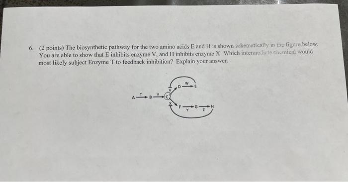 Solved 6. (2 points) The biosynthetic pathway for the two | Chegg.com