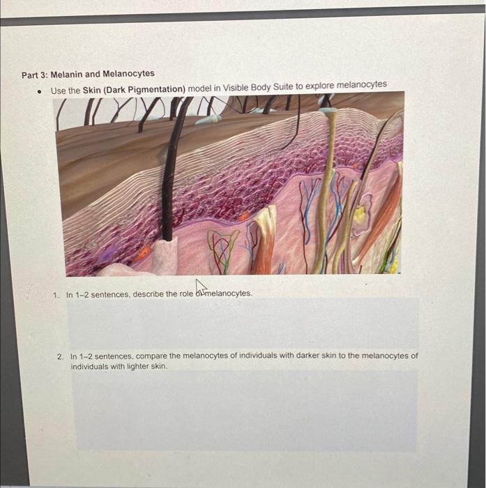 Solved Part 1 Skin Overview Watch the Function of Skin