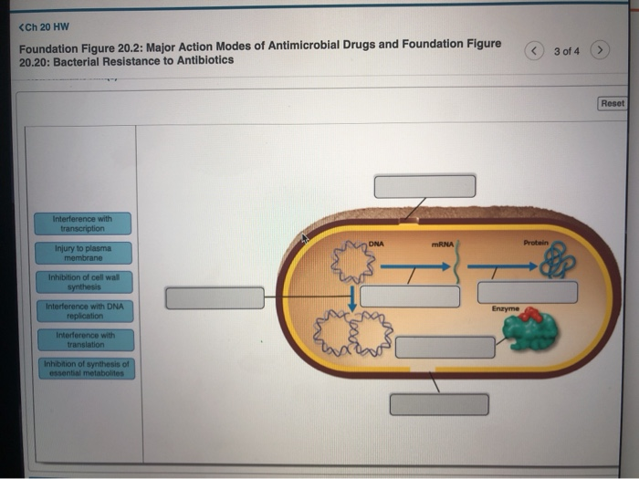 Solved Foundation Figure 20.2: Major Action Modes of | Chegg.com