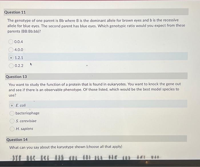 Solved The genotype of one parent is Bb where B is the | Chegg.com