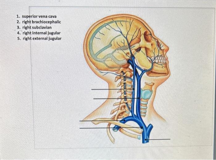 Solved 1. brachiocephalic trunk 2. common carotid 3. | Chegg.com