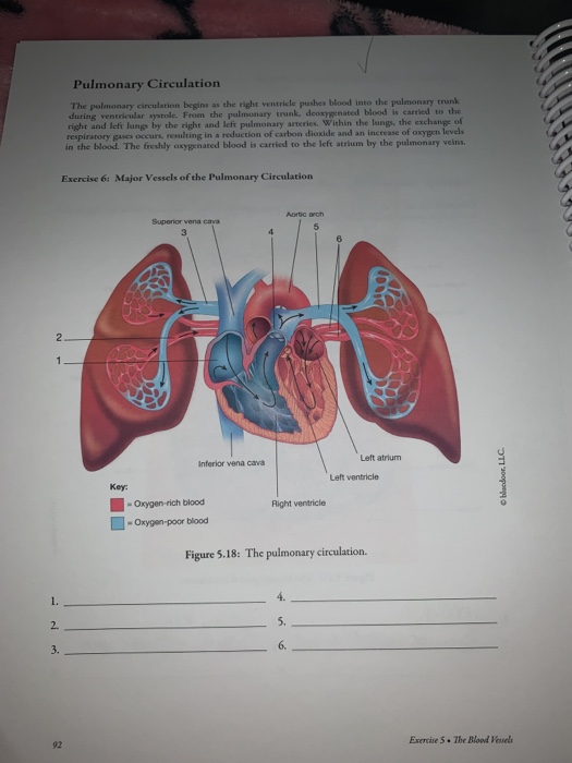 Solved Veins of the pelvis and lower extremity. Complete the | Chegg.com