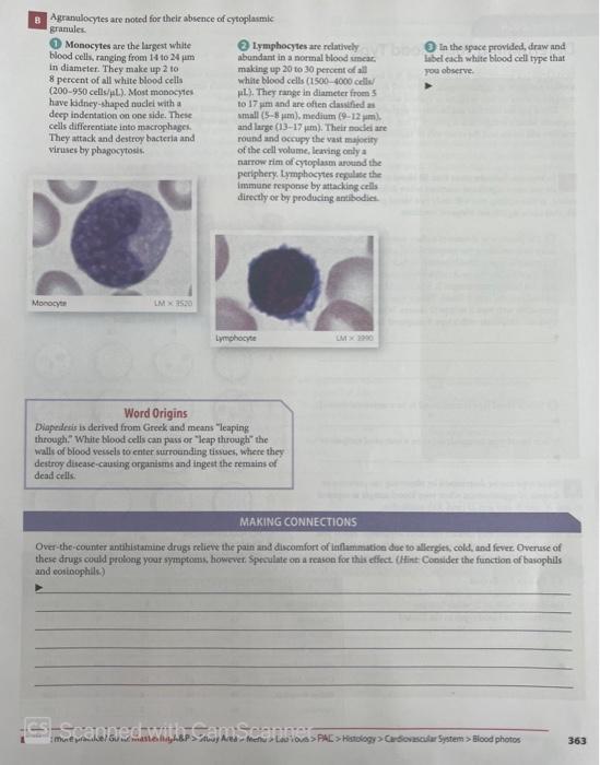 B Agranulocytes are noted for their absence of cytoplasmic
granules.
Monocytes are the largest white
blood cells, ranging fro