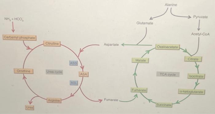 Solved ______ from the urea cycle returns to the krebs | Chegg.com