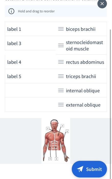 Solved Х O Hold and drag to reorder label 1 = biceps brachii | Chegg.com