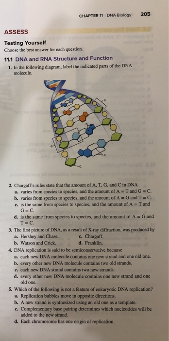 Solved CHAPTER 11 DNA Biology 205 ASSESS Testing Yourself | Chegg.com