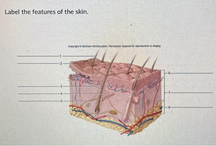 Solved Label the features of the skin. | Chegg.com