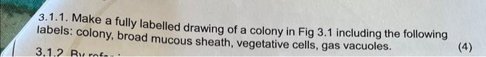 3.1.1. Make a fully labelled drawing of a colony in Fig \( 3.1 \) including the following labels: colony, broad mucous sheath