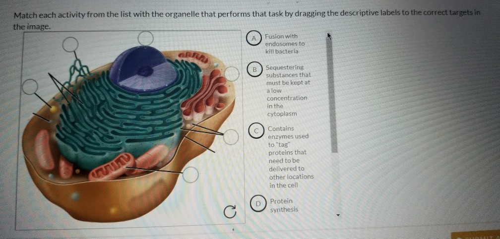 Solved Match each activity from the list with the organelle | Chegg.com