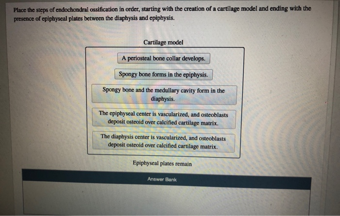 Solved Place the steps of endochondral ossification in | Chegg.com