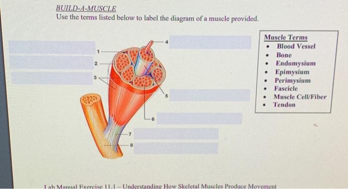 Solved Build A Muscle Use The Terms Listed Below To Label Chegg Com
