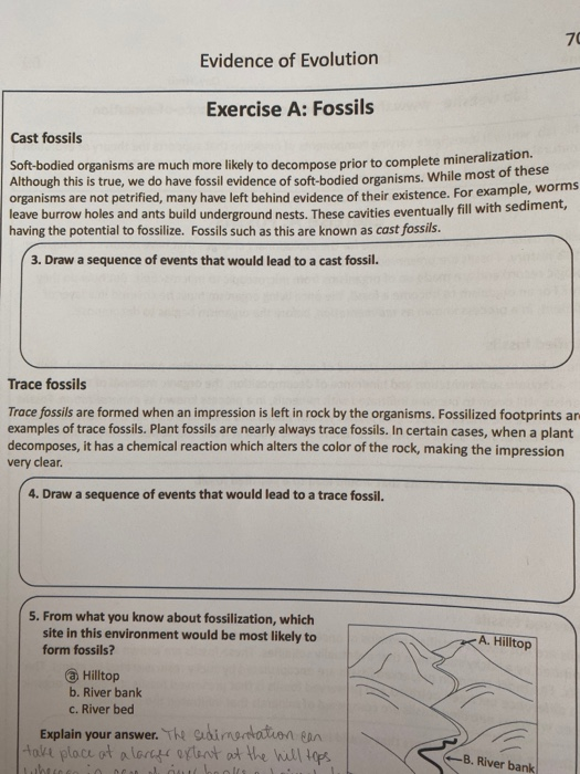 Solved Evidence of Evolution Exercise A Fossils Cast